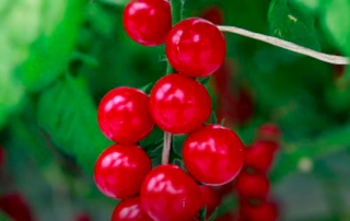 la plus petite tomate cerise