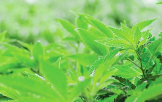 exportation de cannabis d'israel